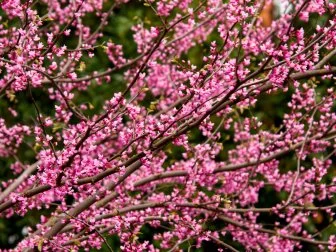 Cercis canadensis ‘Ace Of Hearts’ 