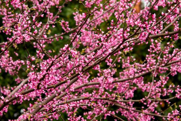 names of pink flowering trees