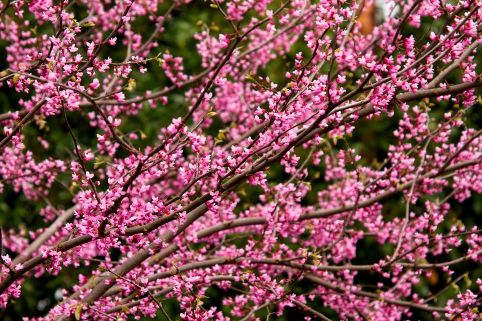 ‘Ace Of Hearts’ Redbud 