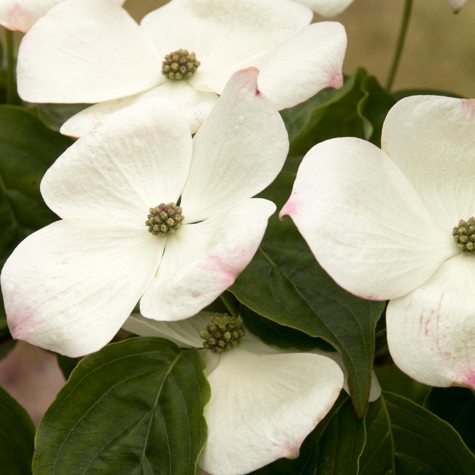 27 flowering trees for year-round color | hgtv