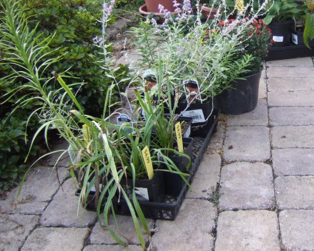 Perennials In 4-Inch Pots