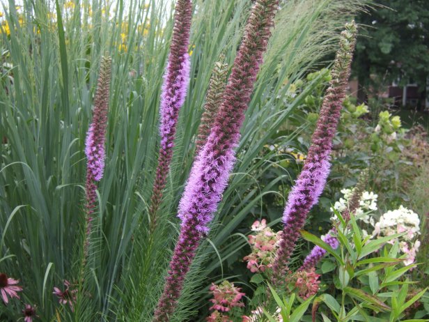 Liatris Pycnostachya ‘Eureka’