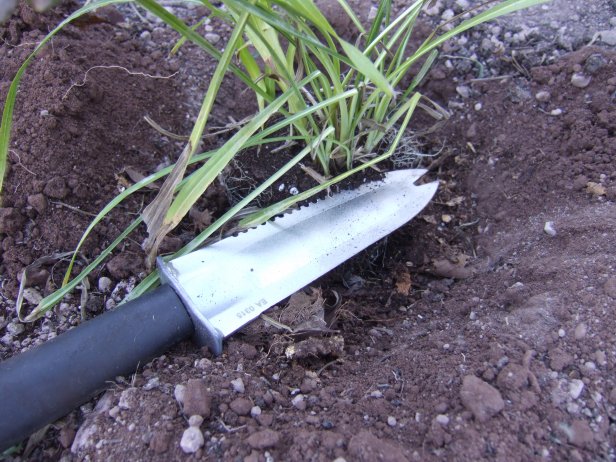 Transplanting A Perennial