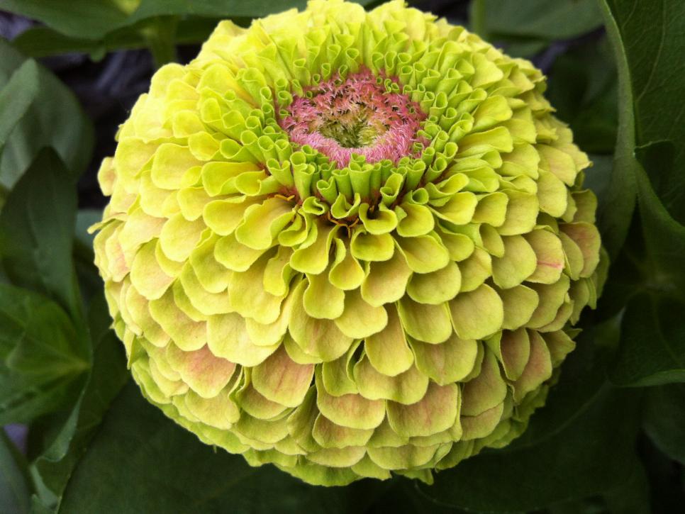 Zinnia 'Queen Lime with Blotch' 
