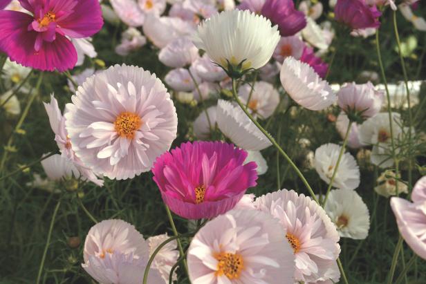 White and pink 'Cupcakes' mix cosmos