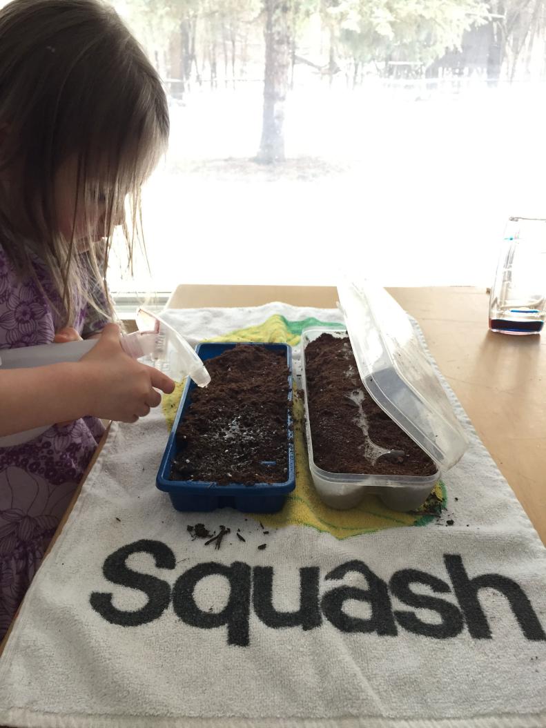 Planting seeds in ice cube and egg trays.