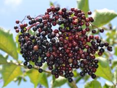 Berries Of Native Plant Elderberry