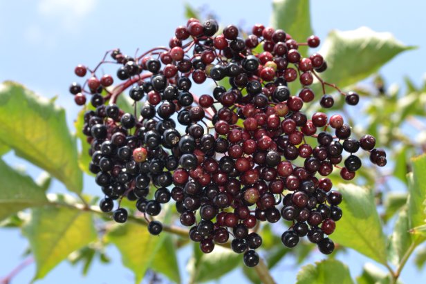 Berries Of Native Plant Elderberry