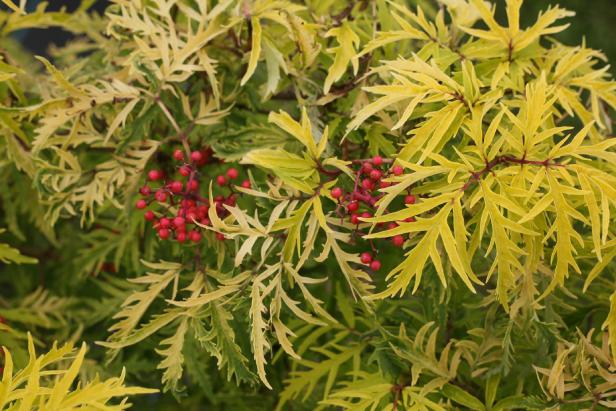 Red Elderberries Are Poisonous