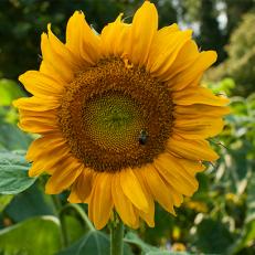 How to Harvest Sunflower Seeds 