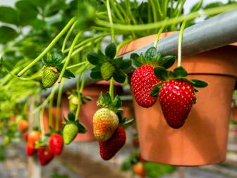Strawberries in Hanging Pots