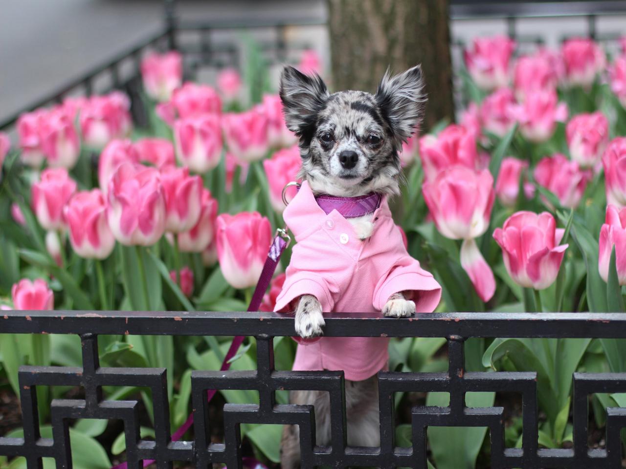 Dog Outfits for Every Spring Occasion