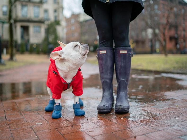 Dog in Rain Boots