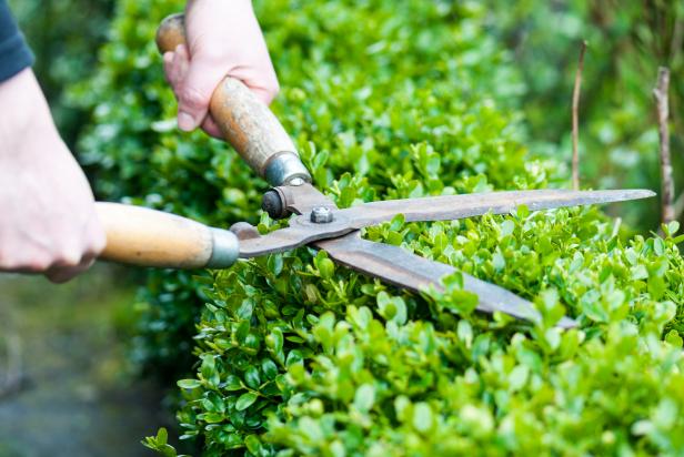 Pruning Hedge HGTV