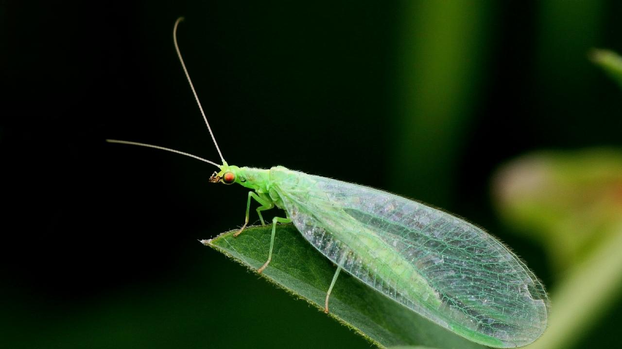 Lacewing Eggs On Sale for Gardens