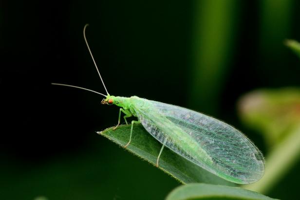 Invite beneficial green lacewings to your garden to munch on aphids, whiteflies and more.