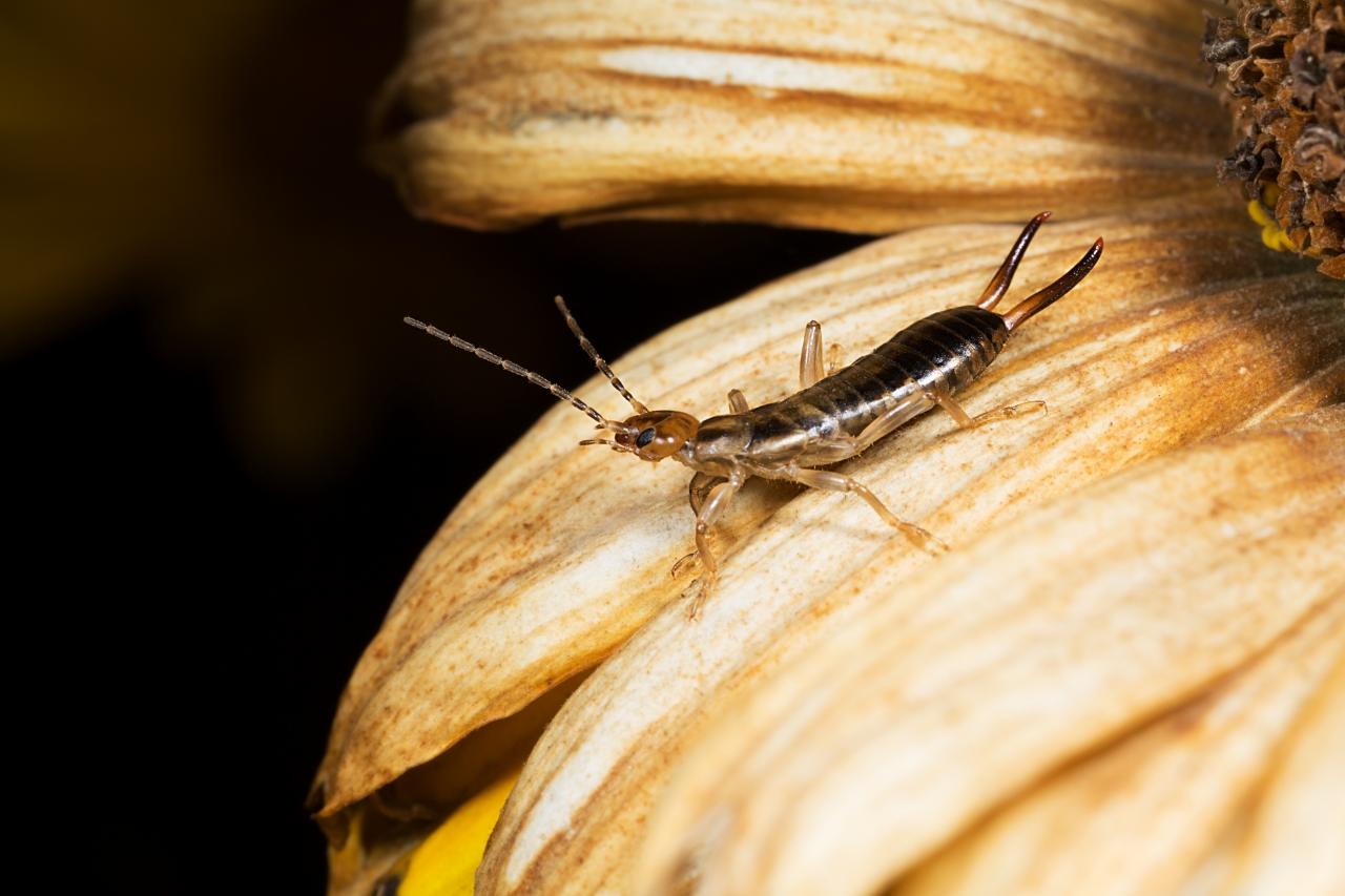 How To Get Rid Of Earwigs Hgtv