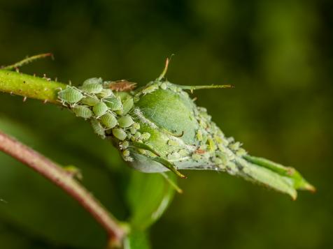 Controlling Whiteflies and Aphids