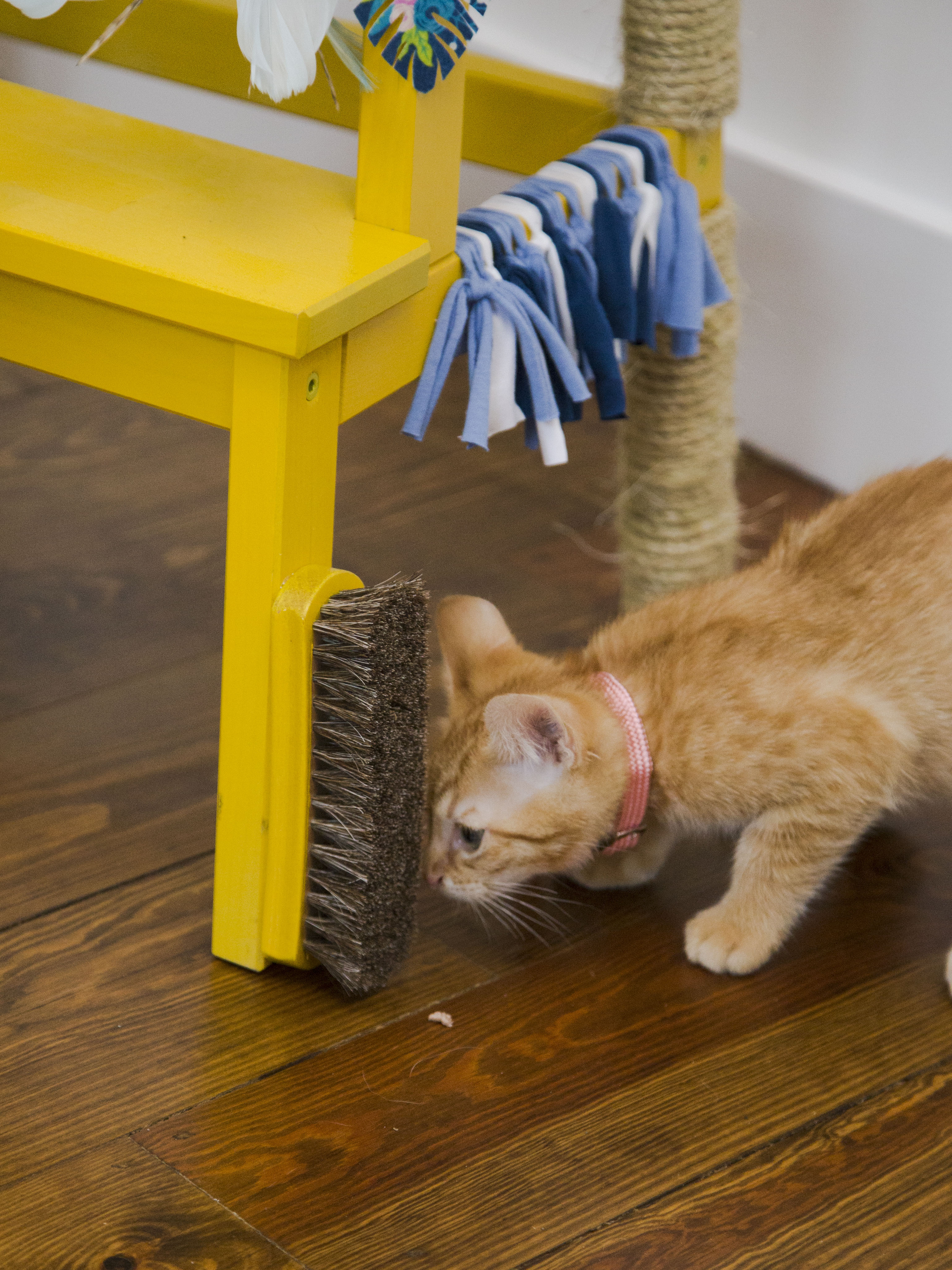 Cat Condo downloading