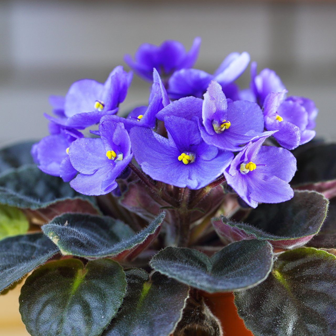 How to Care for Your African Violet | HGTV