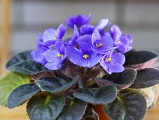 African violets