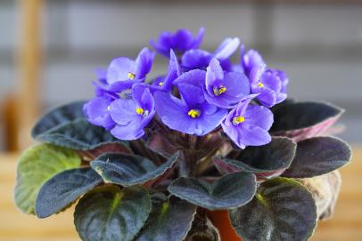 Image of Snake plant and African violet