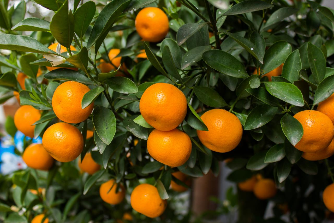 Satsuma plant information