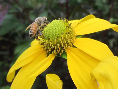 Bee Season: Can Backyard Hives Save the Bees?