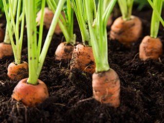 Carrot Plants