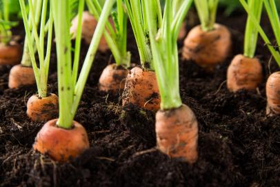 Image of Hand planting carrot and radish seeds in the soil
