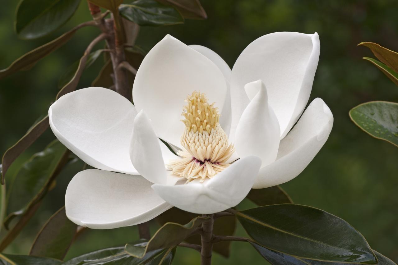 Tulip magnolia tree fruit