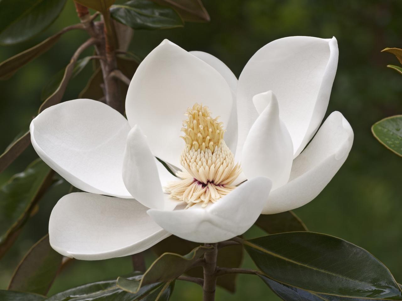 Magnolia Tree Care Tips | HGTV