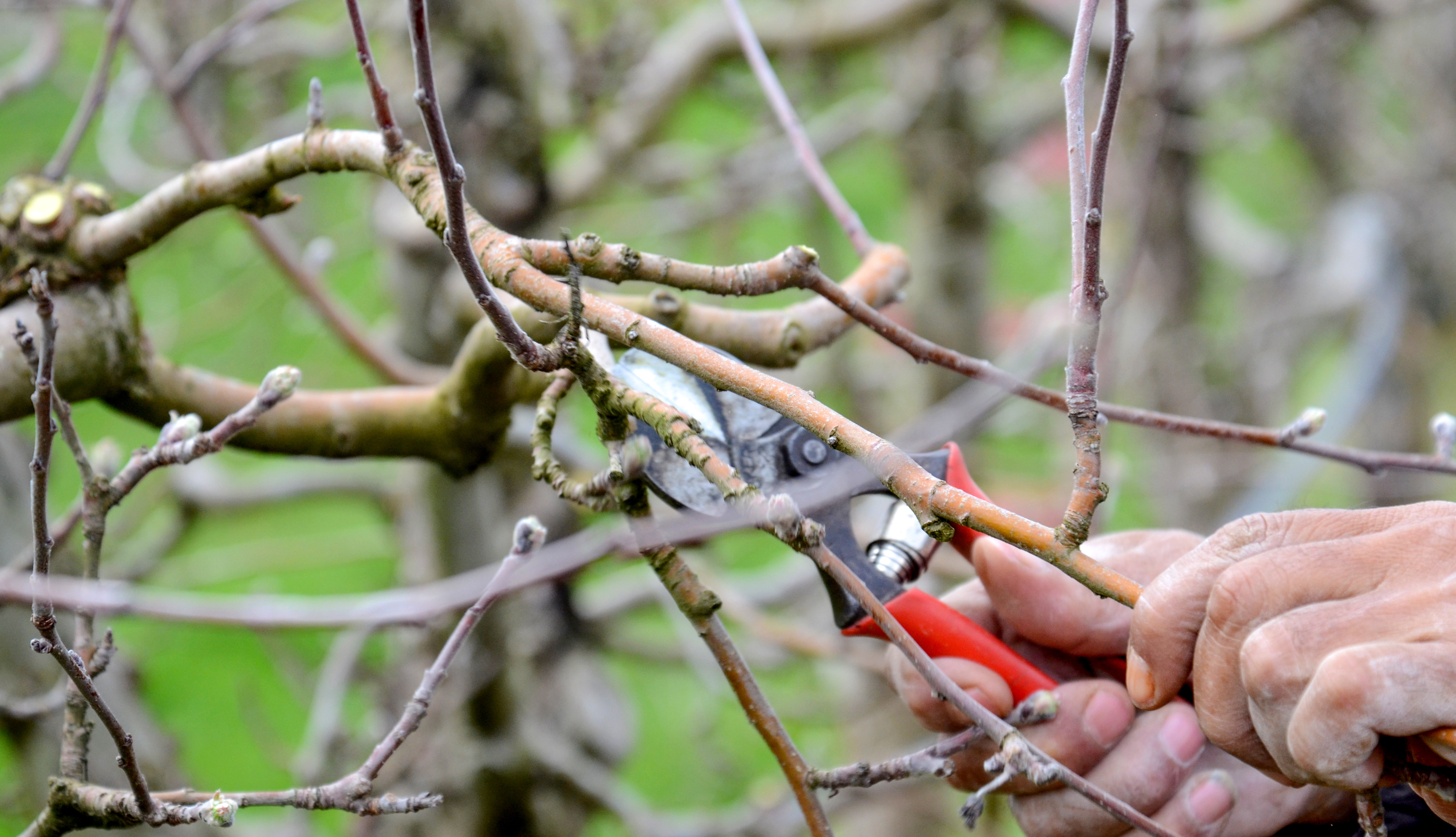 download pruning apple trees