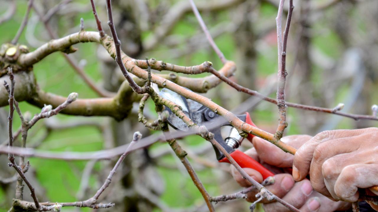 Pruning Apple Trees In Spring Uk