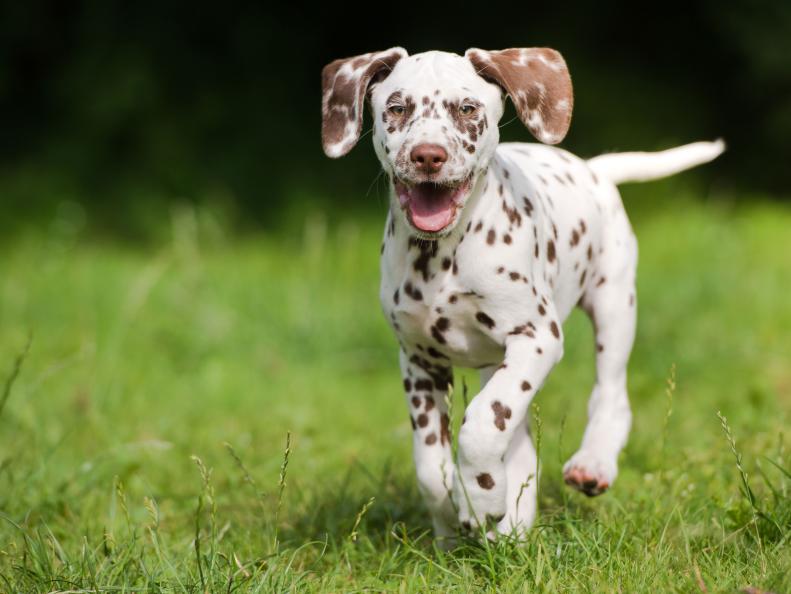 Puptrait of Brown and White Dalmation