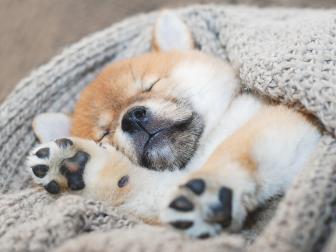 Shiba Inu Snuggly Puppy