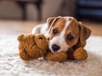 Stuffed Teddy Bear and Jack Russell Terrier