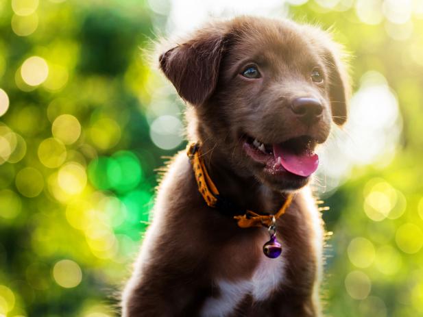 These adorable pups will make your day SO much better.
