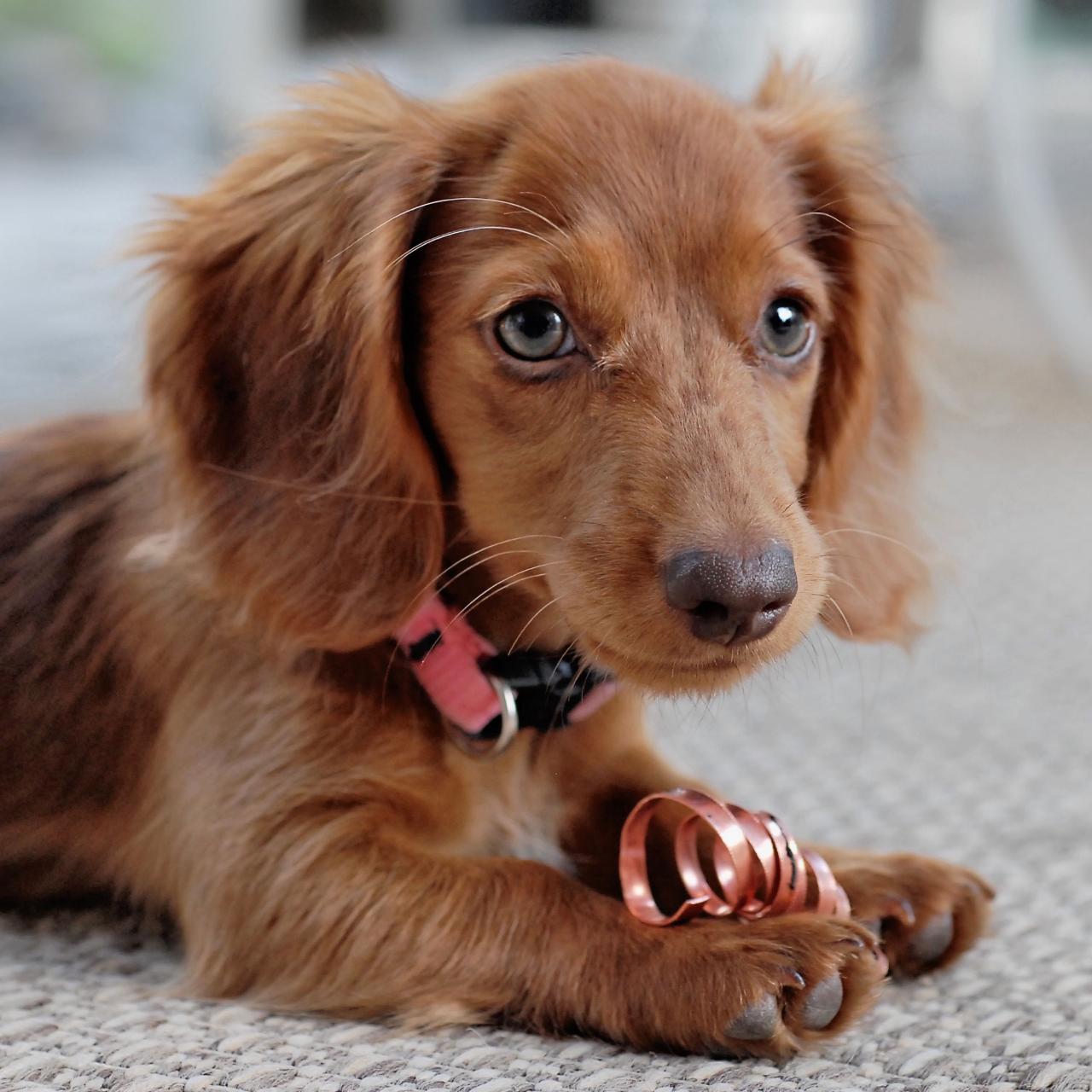 The Science Behind Those Big Ol' Puppy-Dog Eyes, Smart News