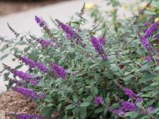 The colorful flowering butterfly bush is easy to care for and a favorite of gardeners and butterflies alike.