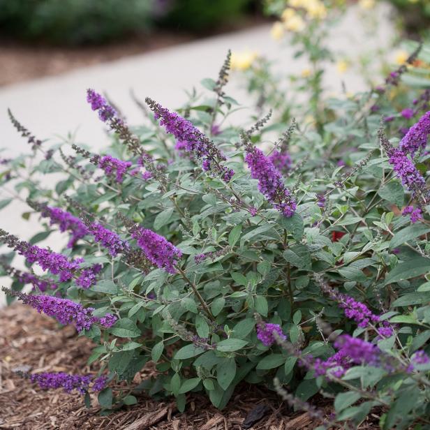 Image of Butterfly bush flower