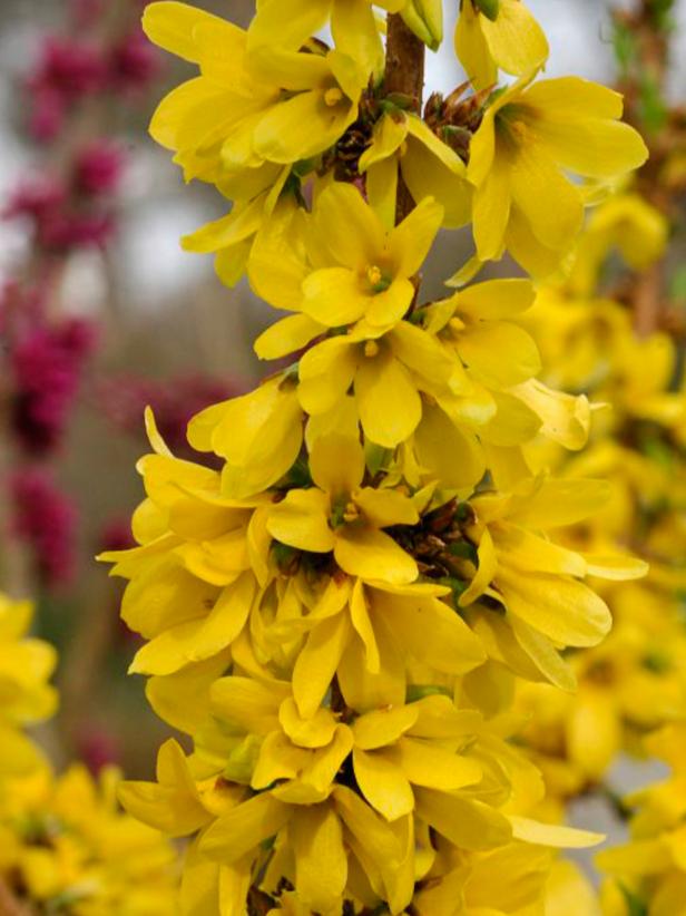Flowering Shrubs And Bushes For Year, Yellow Bushes For Landscaping