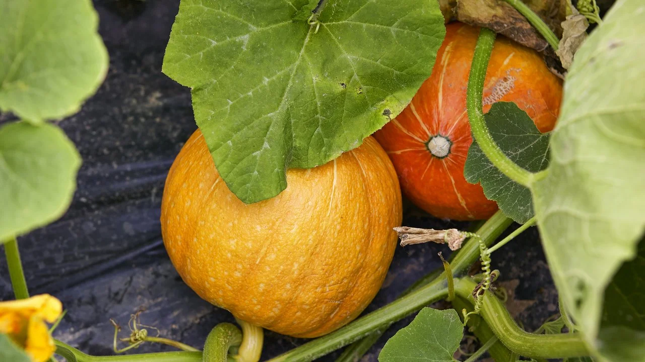 Growing Pumpkins in Containers | HGTV