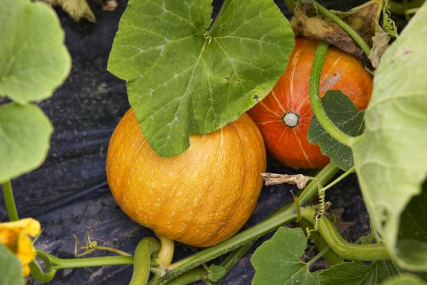 Image of Children helping to plant pumpkins with pumpkin planter