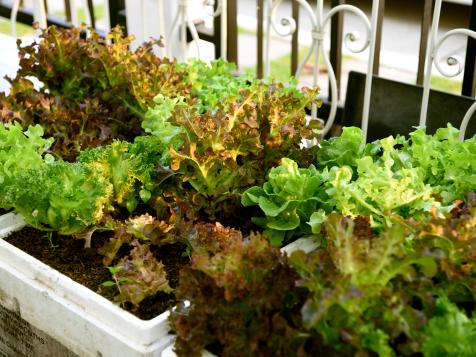 Growing Salad Greens in Window Boxes