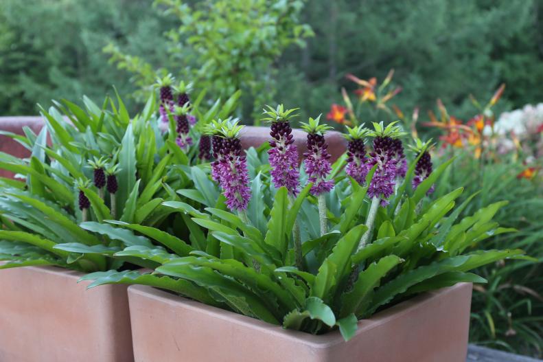 Eucomis leia, Pineapple Lily