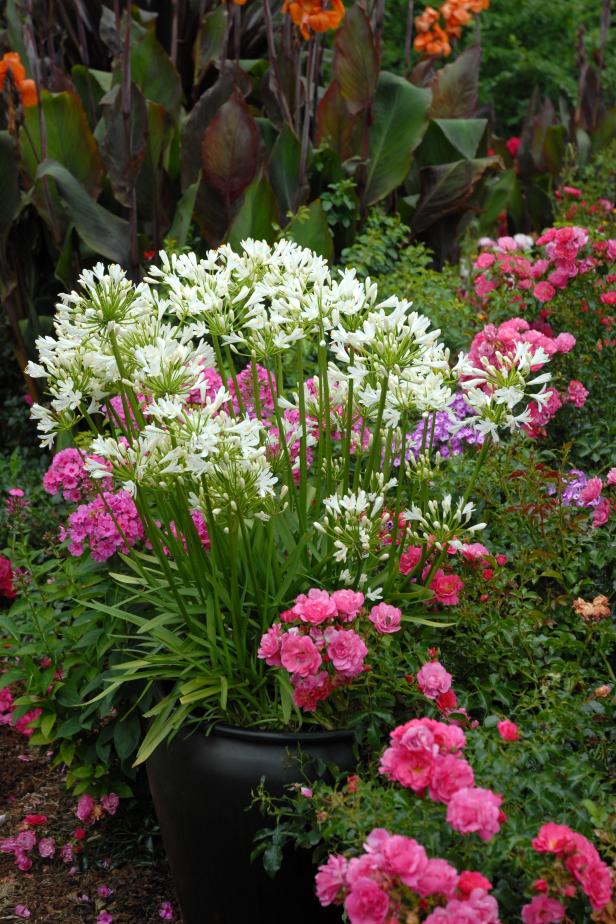 Agapanthus 'Snowstorm' with Flower Carpet Pink Rose and Canna 'Tropicanna'