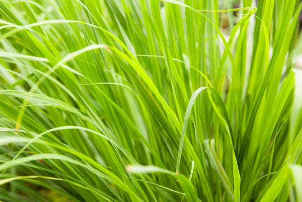Indicators on Where To Find Lemongrass Seeds You Need To Know