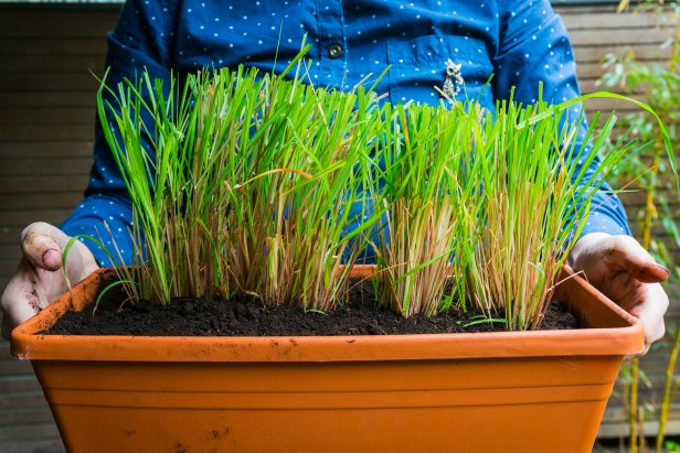 Lemongrass in a pot