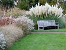 Pampas Grass and Bench
